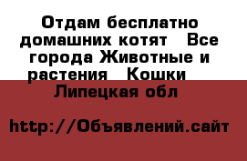 Отдам бесплатно домашних котят - Все города Животные и растения » Кошки   . Липецкая обл.